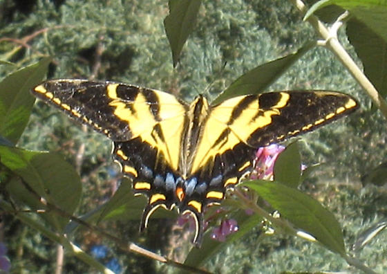 Papilio rutulus female (aberrant form fletcheri, live, Cindy Calisher, Fullerton Arboretum 7-1-2008) 2 (Internet Image property of respective owner, non-commercial use only)